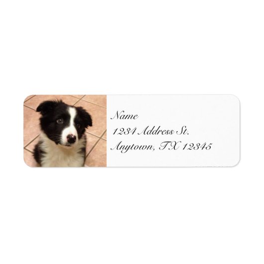 Border Collie Puppy-Rücksendeadressen-Aufkleber (Vorne)