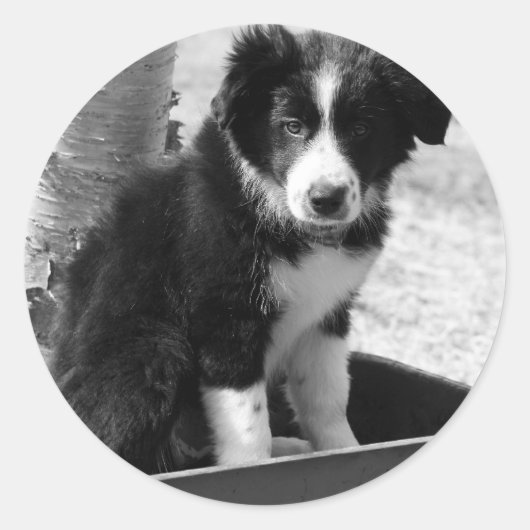 Border Collie Puppy Runder Aufkleber (Vorderseite)