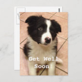 Border Collie Puppy wird gut Postkarte (Vorne/Hinten)