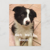 Border Collie Puppy wird gut Postkarte (Vorderseite)