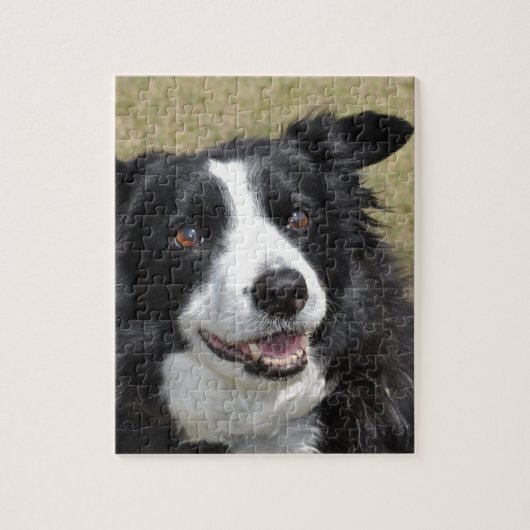 Border Collie Puzzle (Vertikal)