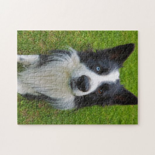 Border Collie Puzzle (Horizontal)