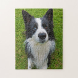 Border Collie Puzzle