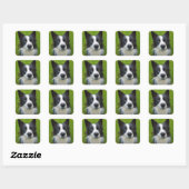 Border Collie Quadratischer Aufkleber (Blatt)
