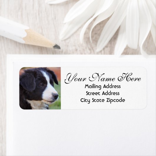Border Collie Rücksendeadresse (Insitu)