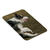 Border Collie Running 1 Magnet (Rechte Seite)