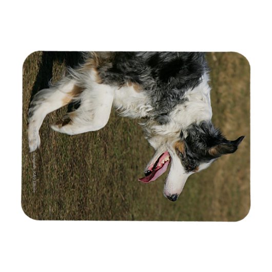 Border Collie Running 1 Magnet (Horizontal)