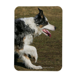 Border Collie Running 1 Magnet