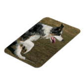 Border Collie Running 1 Magnet (Linke Seite)