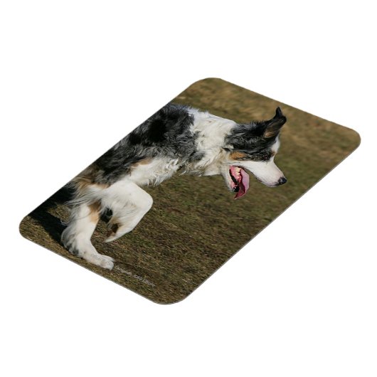 Border Collie Running 1 Magnet (Linke Seite)