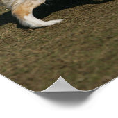 Border Collie Running 1 Poster (Ecke)