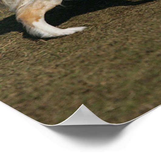 Border Collie Running 1 Poster (Ecke)