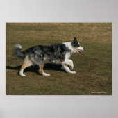 Border Collie Running 1 Poster (Vorne)