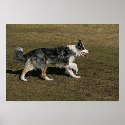 Border Collie Running 1 Poster (Vorne)