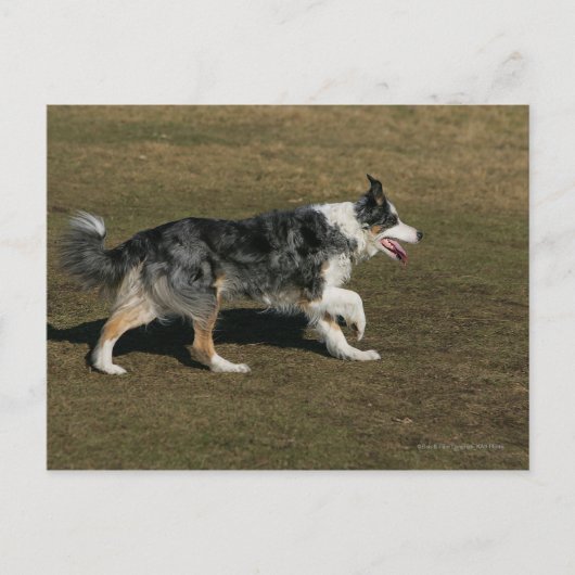 Border Collie Running 1 Postkarte (Vorderseite)