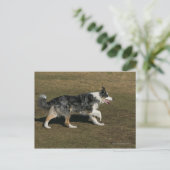Border Collie Running 1 Postkarte (Stehend Vorderseite)