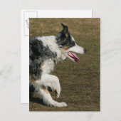 Border Collie Running 1 Postkarte (Vorne/Hinten)