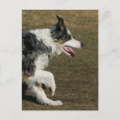 Border Collie Running 1 Postkarte (Vorderseite)