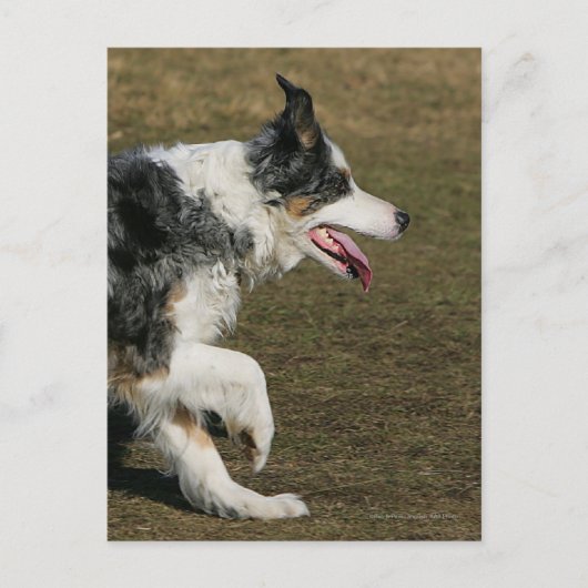 Border Collie Running 1 Postkarte (Vorderseite)