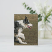 Border Collie Running 1 Postkarte (Stehend Vorderseite)