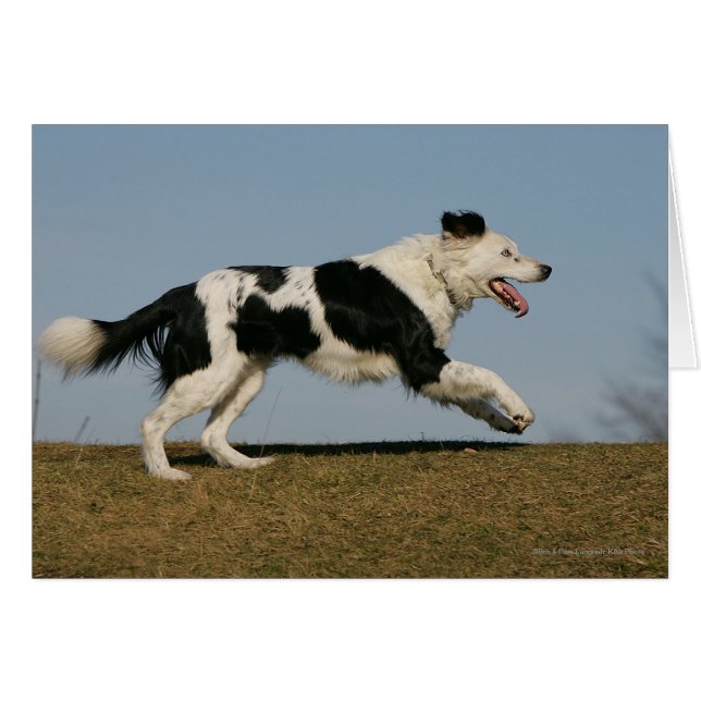 Border Collie Running 2 (Vorderseite (Horizontal))
