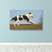 Border Collie Running 2 Leinwanddruck (Insitu (Holzboden))
