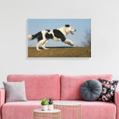 Border Collie Running 2 Leinwanddruck (Insitu (Wohnzimmer))