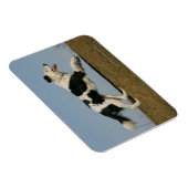 Border Collie Running 2 Magnet (Rechte Seite)
