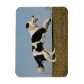 Border Collie Running 2 Magnet (Vertikal)