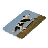 Border Collie Running 2 Magnet (Linke Seite)
