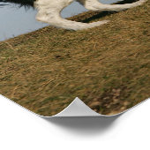 Border Collie Running 2 Poster (Ecke)