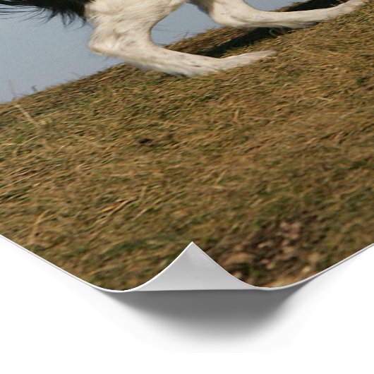 Border Collie Running 2 Poster (Ecke)