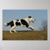 Border Collie Running 2 Poster (Vorne)