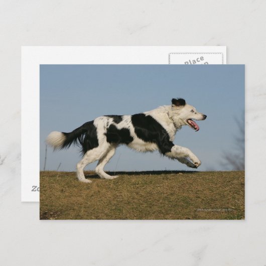 Border Collie Running 2 Postkarte (Vorne/Hinten)