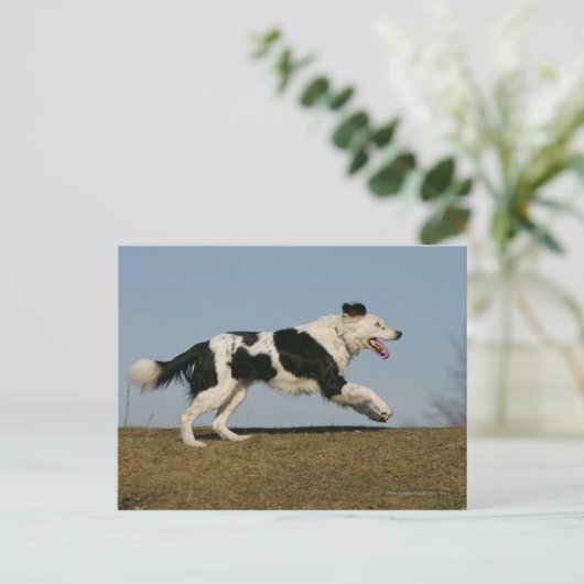 Border Collie Running 2 Postkarte (Stehend Vorderseite)