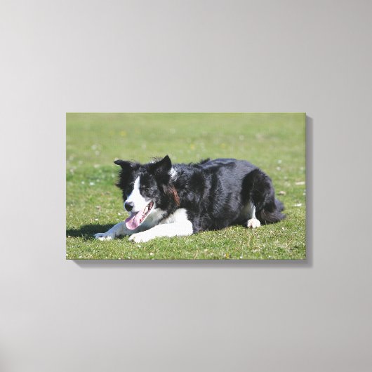 Border Collie schlüpfen Leinwanddruck (Vorderseite)