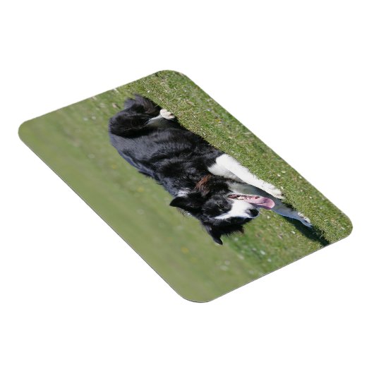 Border Collie schlüpfen Magnet (Rechte Seite)