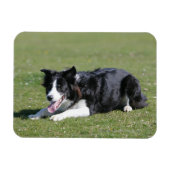 Border Collie schlüpfen Magnet (Horizontal)