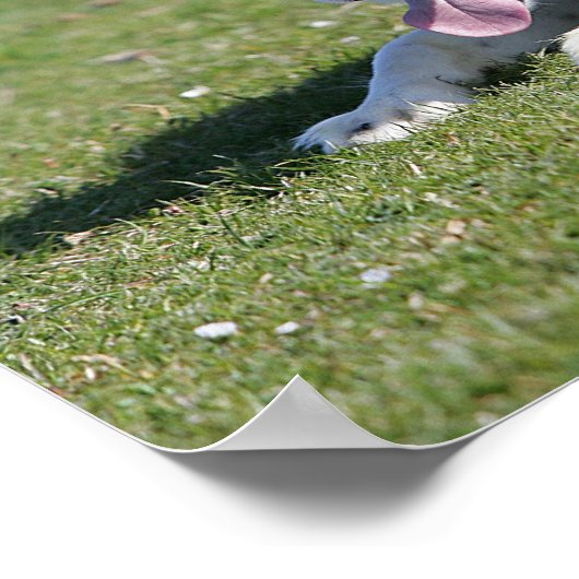 Border Collie schlüpfen Poster (Ecke)