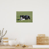 Border Collie schlüpfen Poster (Küche)