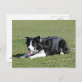 Border Collie schlüpfen Postkarte (Vorne/Hinten)