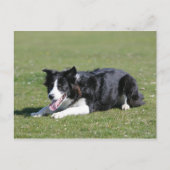 Border Collie schlüpfen Postkarte (Vorderseite)
