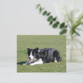 Border Collie schlüpfen Postkarte (Stehend Vorderseite)