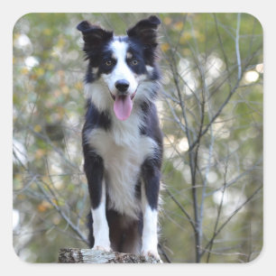 Border Collie Schwarz-Weiß-Welpen-Hund-Aufkleber Quadratischer Aufkleber