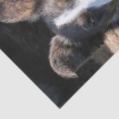 BORDER COLLIE SEIDENPAPIER (Ausschnitt)
