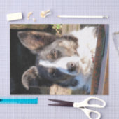 BORDER COLLIE SEIDENPAPIER (Handwerk)