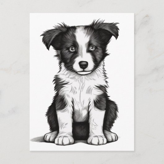 Border Collie Sheepdog Australian Shephard Puppy Postkarte (Vorderseite)