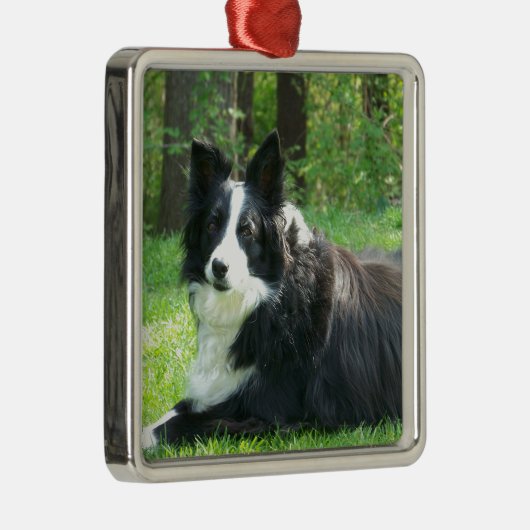 Border-Collie Silbernes Ornament (Rechts)