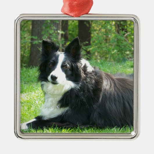 Border-Collie Silbernes Ornament (Vorne)