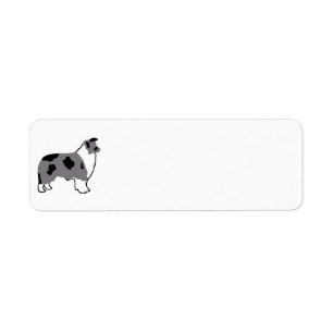 Border Collie silo blauer Merle und weiß